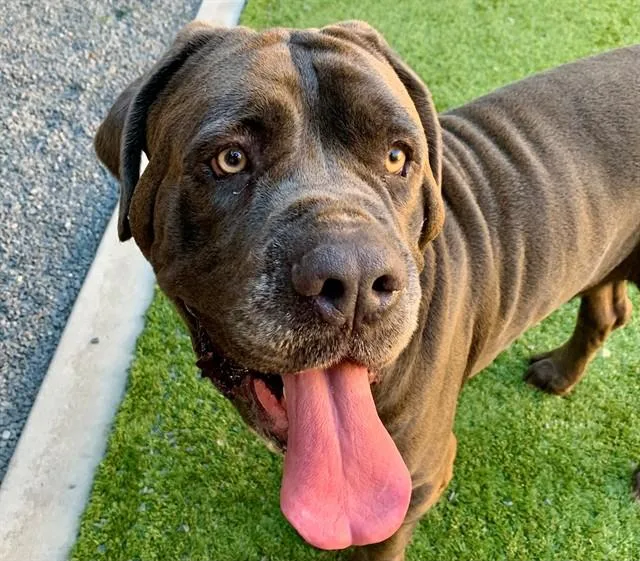 A young extra large-sized male Gray / Blue / Silver Mastiff dog named SAVE ME PLEASE Elliot for adoption in San Marcos, CA