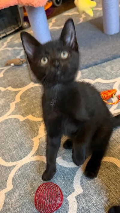 A baby medium-sized male Black Domestic Short Hair cat named Bourbon for adoption in Mokena, IL