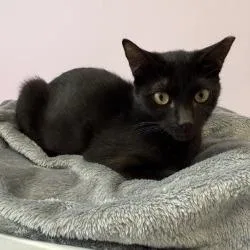 A young small-sized female Black Domestic Short Hair cat named Connie for adoption in Boston, MA