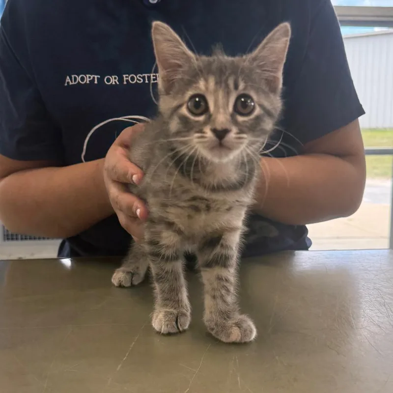 A baby small-sized female Gray / Blue / Silver Domestic Medium Hair cat named Stormi for adoption in Montgomery, AL