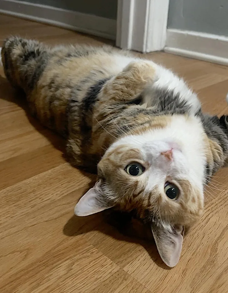 An adult extra large-sized female Calico Domestic Short Hair cat named Philo for adoption in Amherst, MA