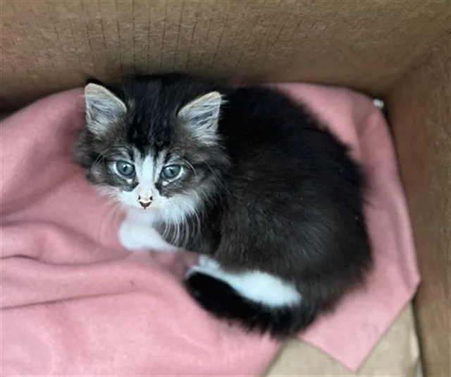 A baby medium-sized male Domestic Long Hair cat named Snapper for adoption in Dallas, TX
