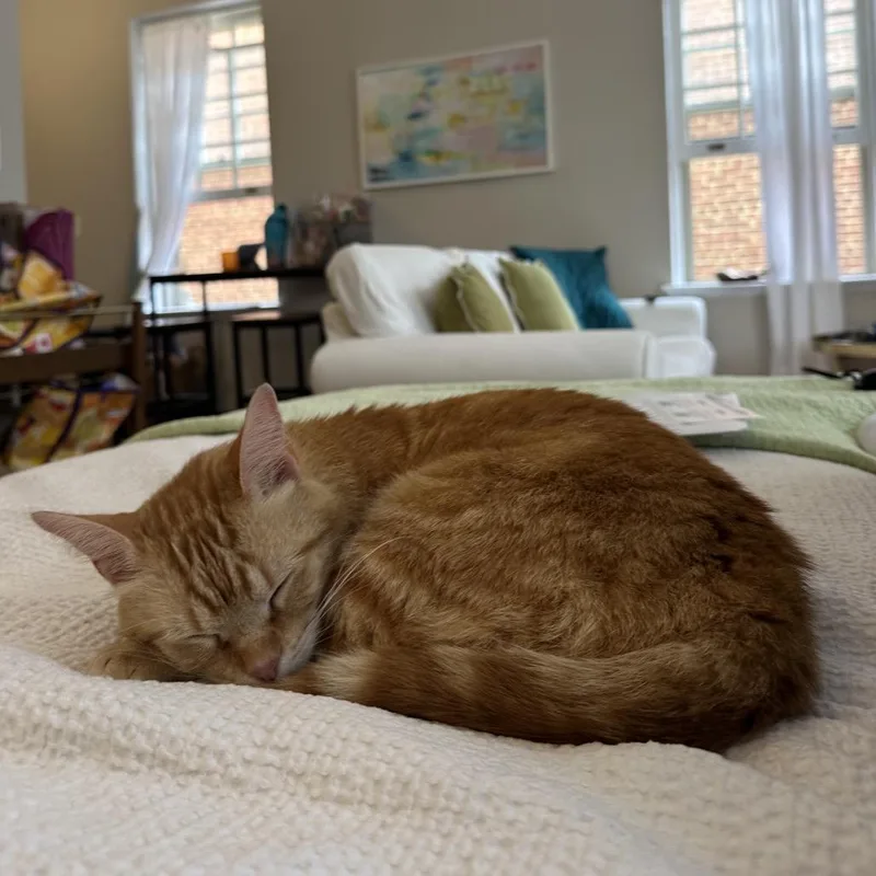 Sherbert thumbnail 2