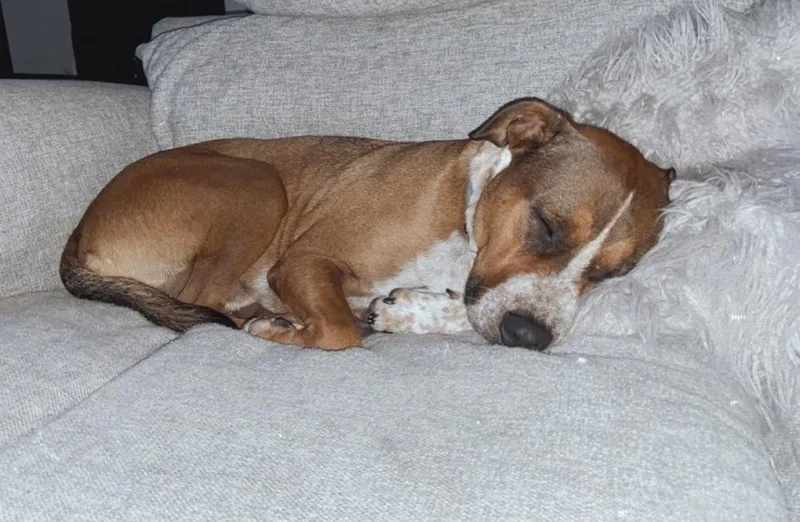 An adult medium-sized male Tricolor (Brown, Black, & White) Pit Bull Terrier dog named Arlo for adoption in Oklahoma City, OK