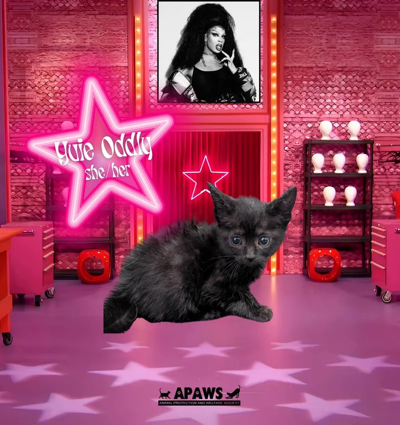 A baby medium-sized female Black Domestic Short Hair cat named Yvie Oddly for adoption in Baton Rouge, LA