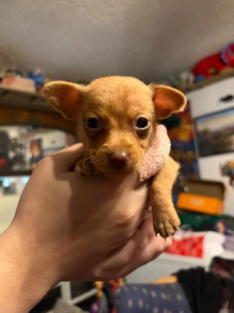 A baby small-sized male Chihuahua dog named Andy for adoption in Reno, NV