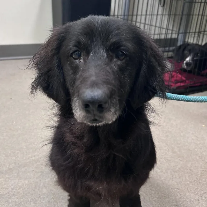 A senior medium-sized male Black Dachshund dog named Amarillo for adoption in Lynchburg, VA