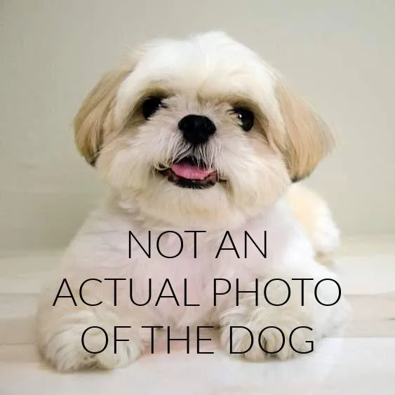 A baby small-sized male White / Cream Shih Tzu dog named Gravitron D for adoption in Minnetonka, MN