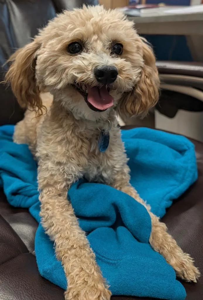 An adult small-sized male Poodle dog named Dougie for adoption in Reno, NV