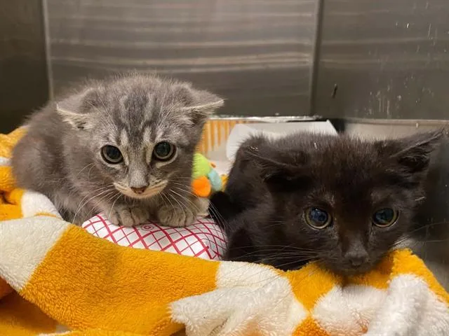 A baby small-sized female Domestic Short Hair cat named Sharpie for adoption in Tustin, CA