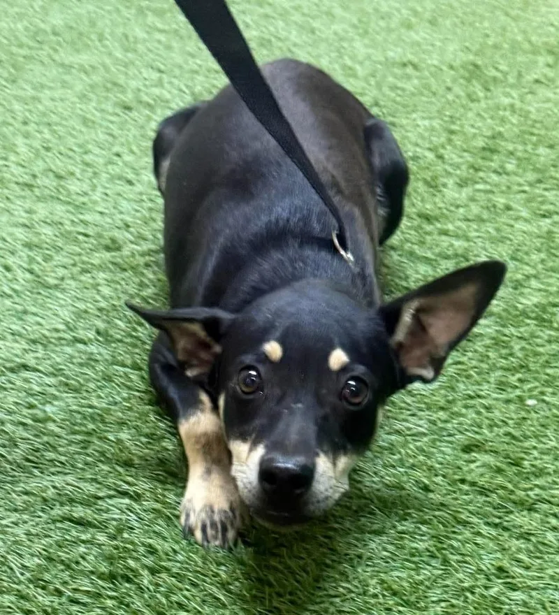 An adult small-sized female Terrier dog named Toostie for adoption in Lemoore, CA