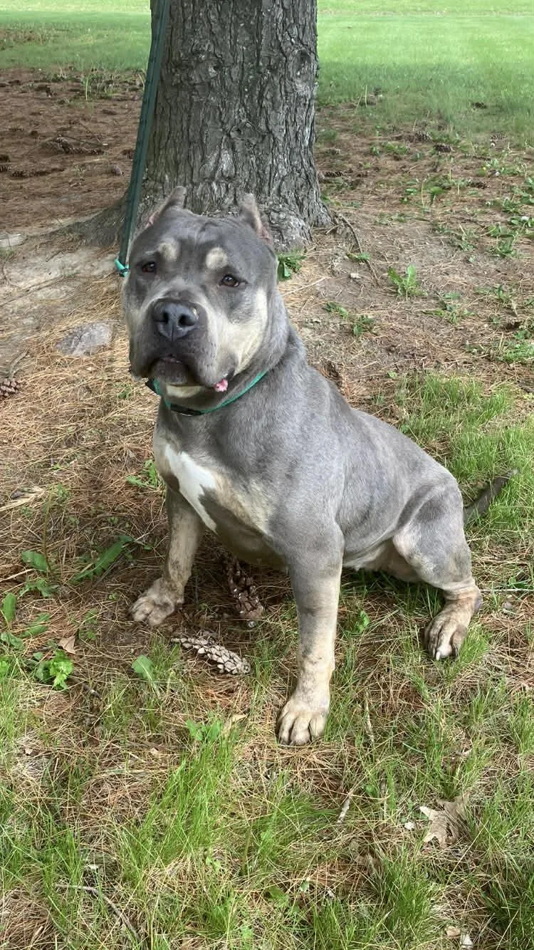 An adult medium-sized female Gray / Blue / Silver Pit Bull Terrier dog named Lulabelle for adoption in Springfield, IL