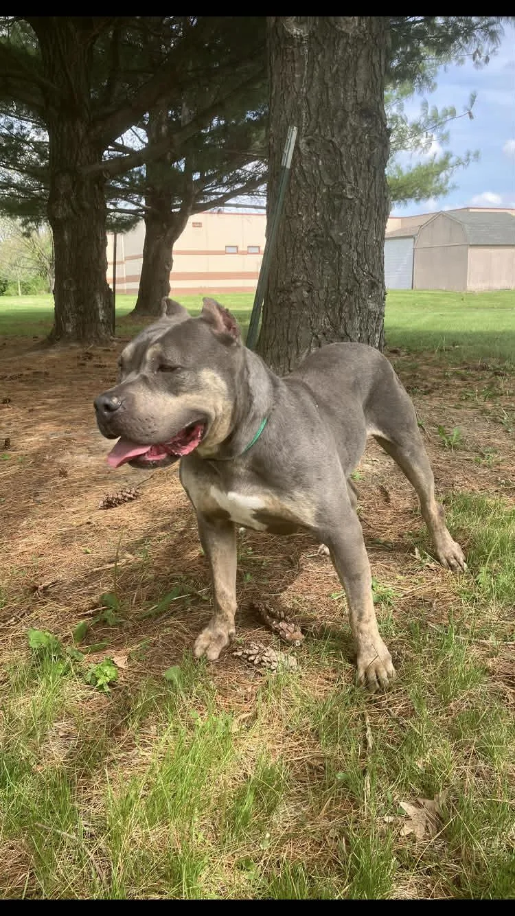 Lulabelle thumbnail 2