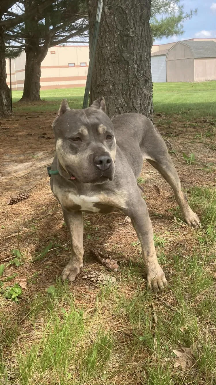 Lulabelle thumbnail 3