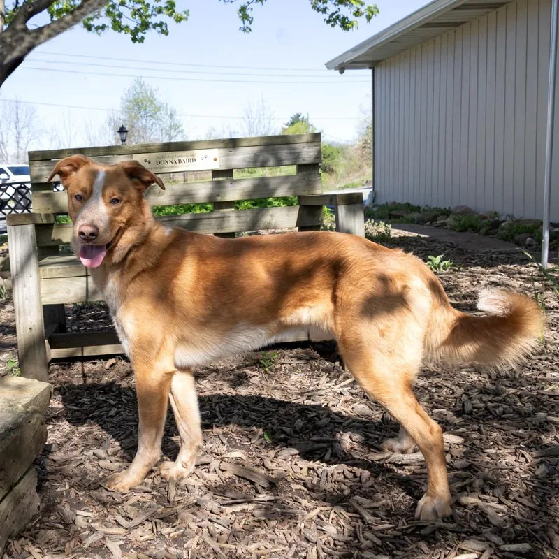 A young medium-sized male Red / Chestnut / Orange Retriever dog named Toad for adoption in McKean, PA
