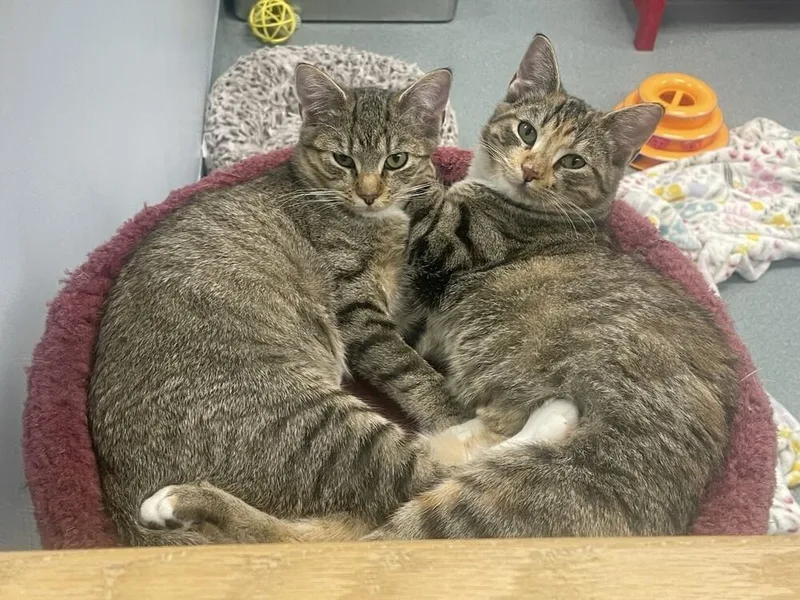 A baby medium-sized female Domestic Short Hair cat named Flea for adoption in Trenton, ME