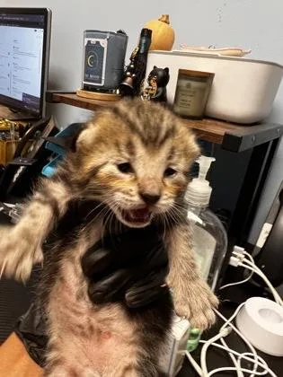 A baby small-sized male Domestic Short Hair cat named Rockies for adoption in Chamblee, GA