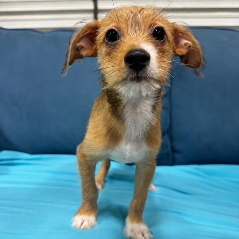 A baby small-sized male Yellow / Tan / Blond / Fawn Terrier dog named Elton for adoption in Indiantown, FL