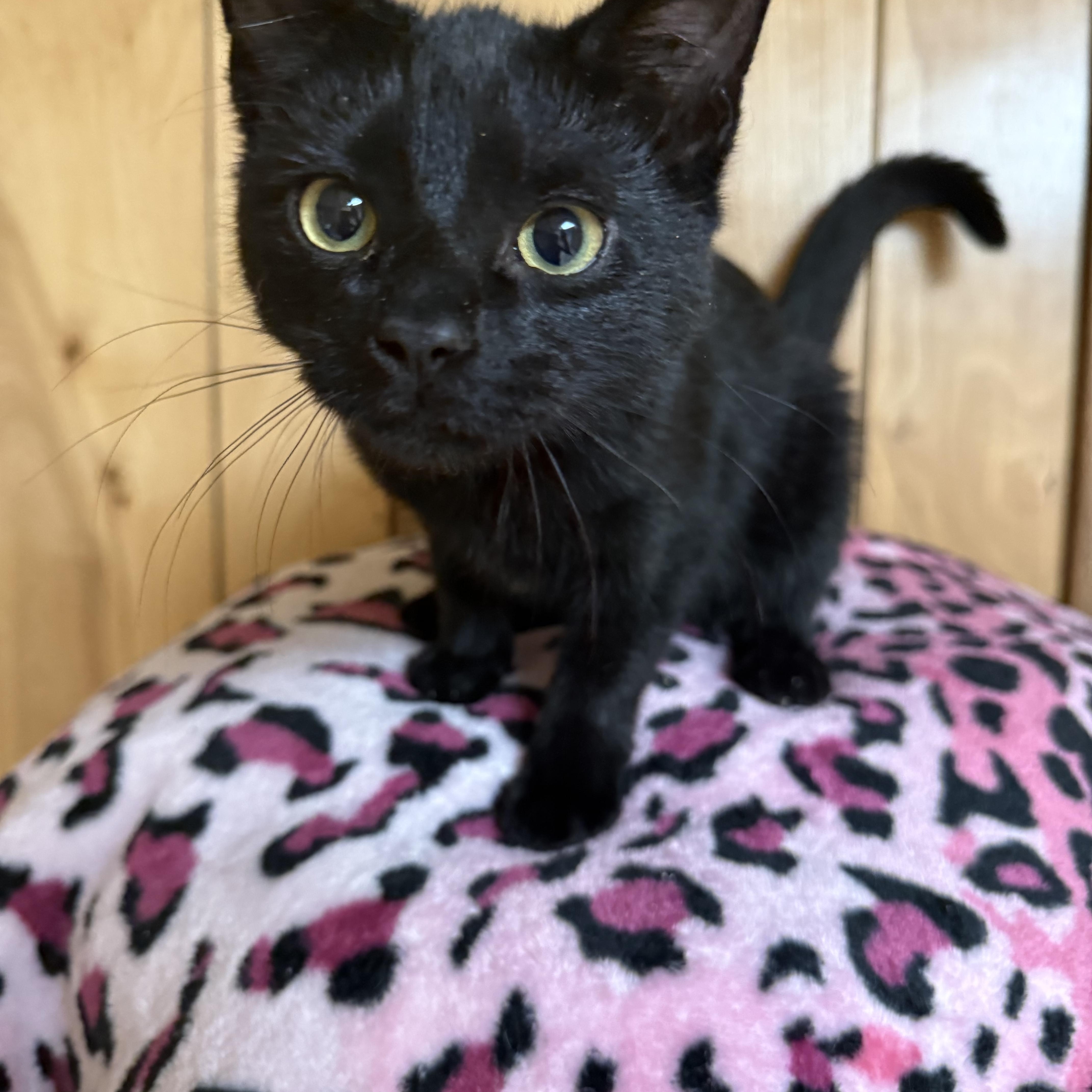A baby medium-sized male Black Domestic Short Hair cat named Spike  Voodoo  for adoption in Frewsburg, NY