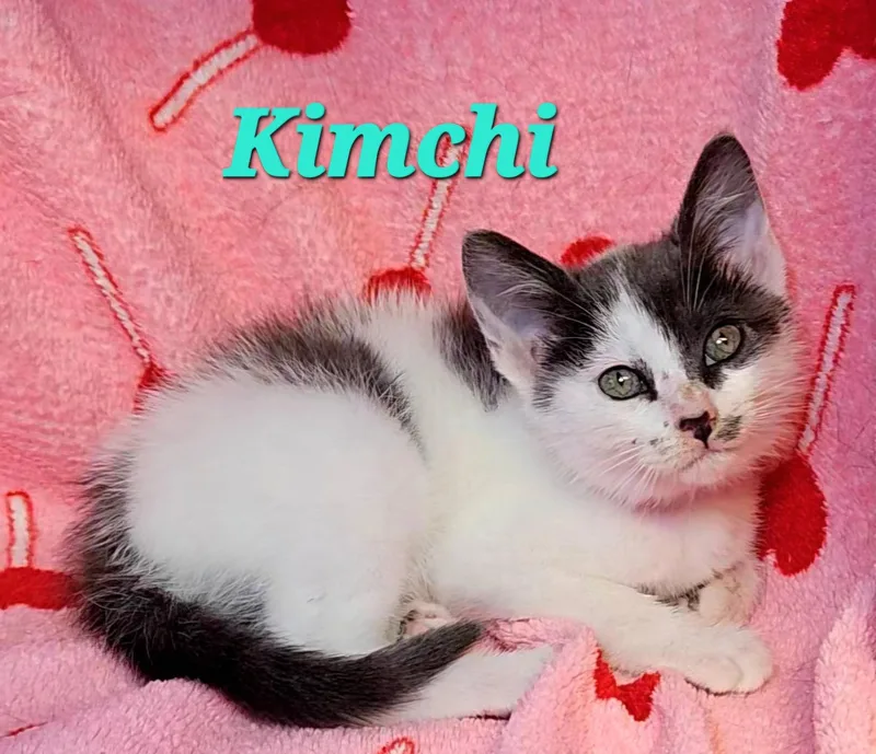 A baby medium-sized female White Domestic Short Hair cat named Kimchi for adoption in Macon, GA
