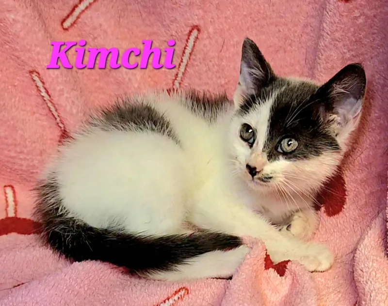 Kimchi thumbnail 2