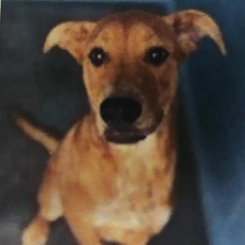A young medium-sized male Yellow / Tan / Blond / Fawn Labrador Retriever dog named Curly for adoption in Newark, DE