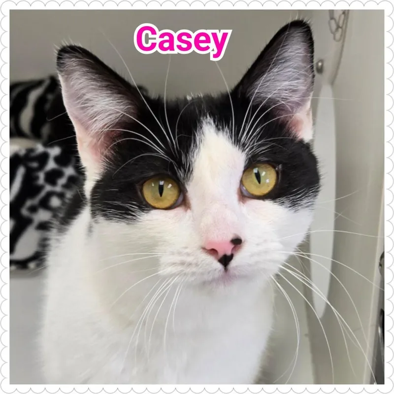 A young medium-sized female Domestic Short Hair cat named Casey for adoption in North Saint Paul, MN