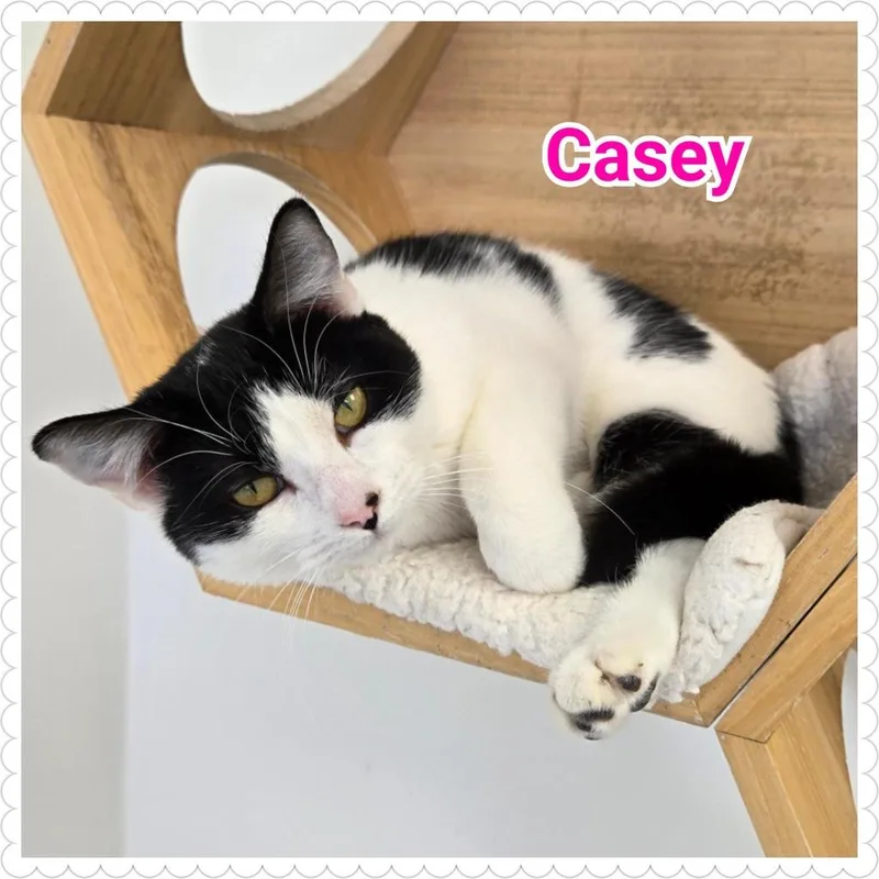 Casey thumbnail 2
