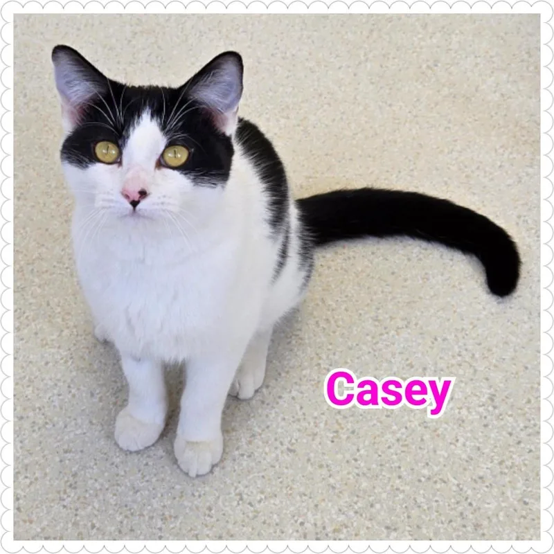 Casey thumbnail 3