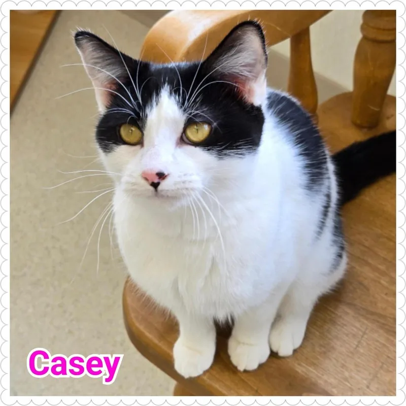 Casey thumbnail 4