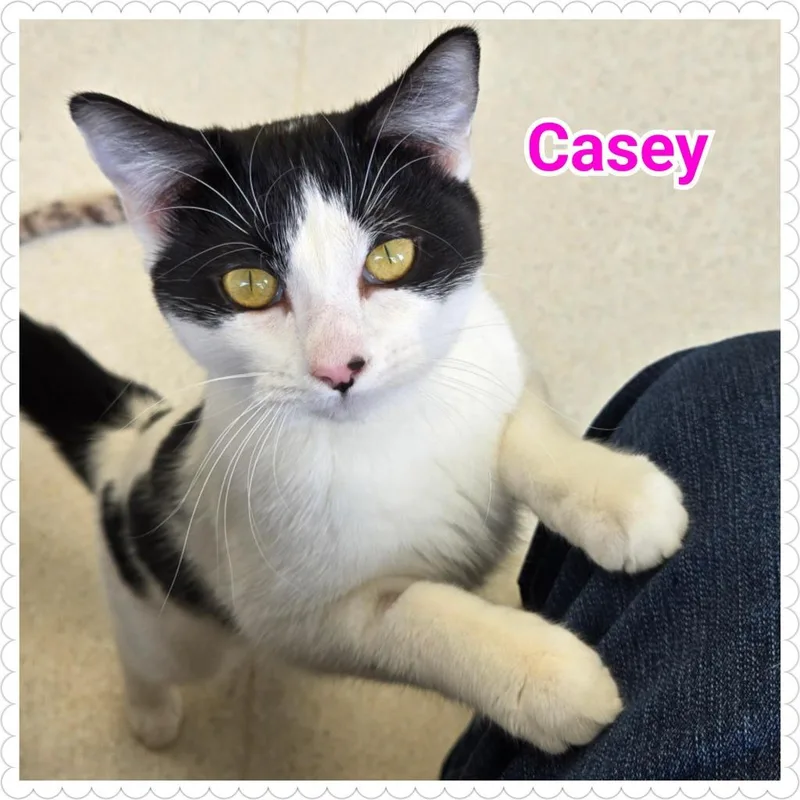 Casey thumbnail 5