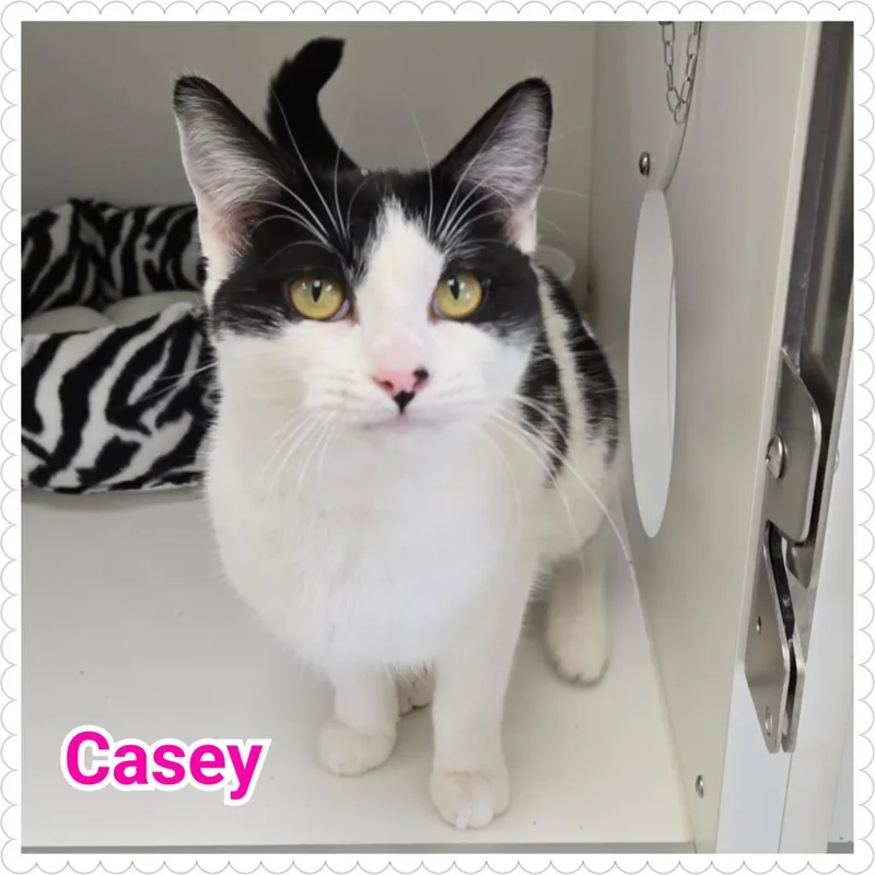 Casey thumbnail 6