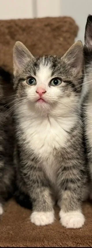 A baby medium-sized female Buff / Tan / Fawn Tabby cat named Thistle for adoption in Staunton, VA