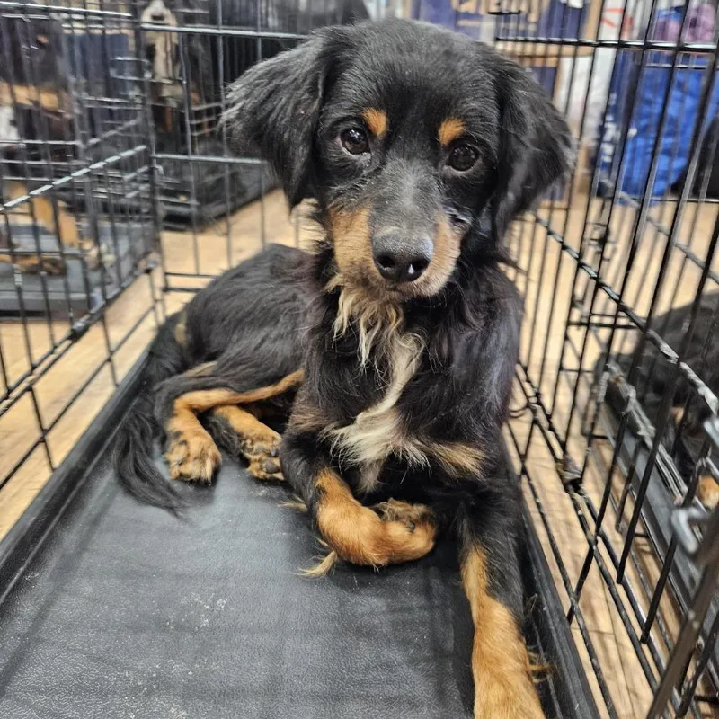 An adult small-sized male Black Chihuahua dog named Yoshi for adoption in Spokane, WA