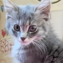 A baby medium-sized male Tabby (Gray / Blue / Silver) Domestic Medium Hair cat named Prose for adoption in Richmond, VA