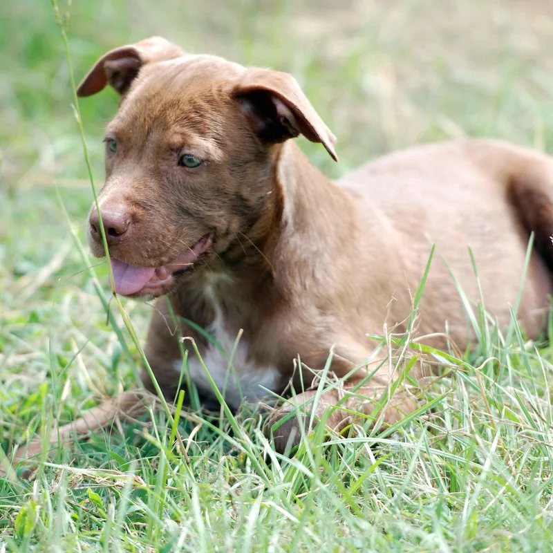 A baby large-sized male Brown / Chocolate Pit Bull Terrier dog named Earl for adoption in Madisonville, TX