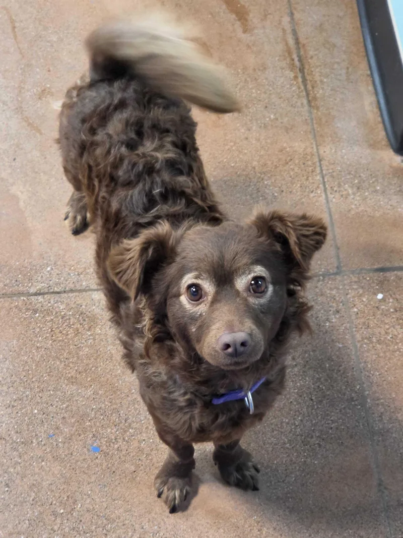 A senior small-sized female Mixed Breed dog named Patty Mae for adoption in Lafayette, CA