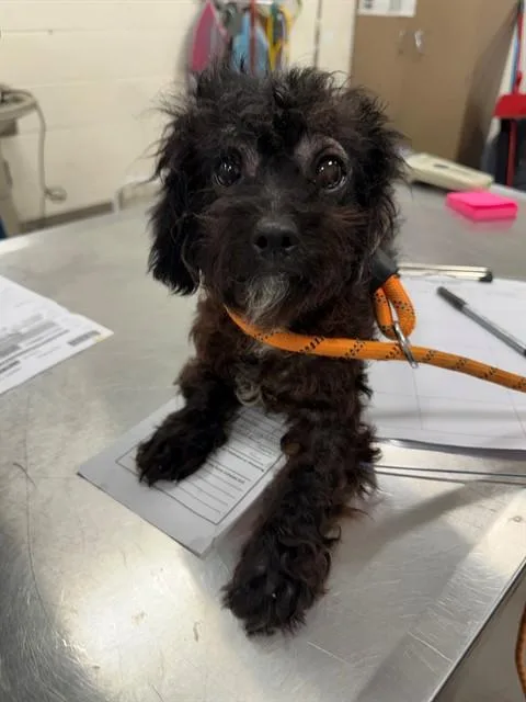 A young small-sized female Poodle dog named Amaya for adoption in Upper Marlboro, MD