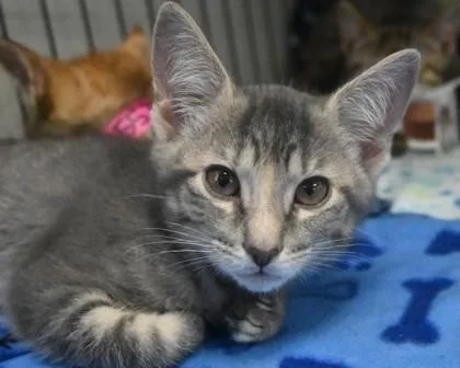 An adult small-sized female Domestic Short Hair cat named Brie for adoption in West Seneca, NY