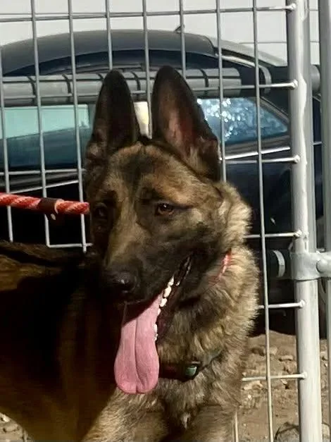 A young large-sized female Belgian Shepherd / Malinois dog named Xari for adoption in Vancouver, WA