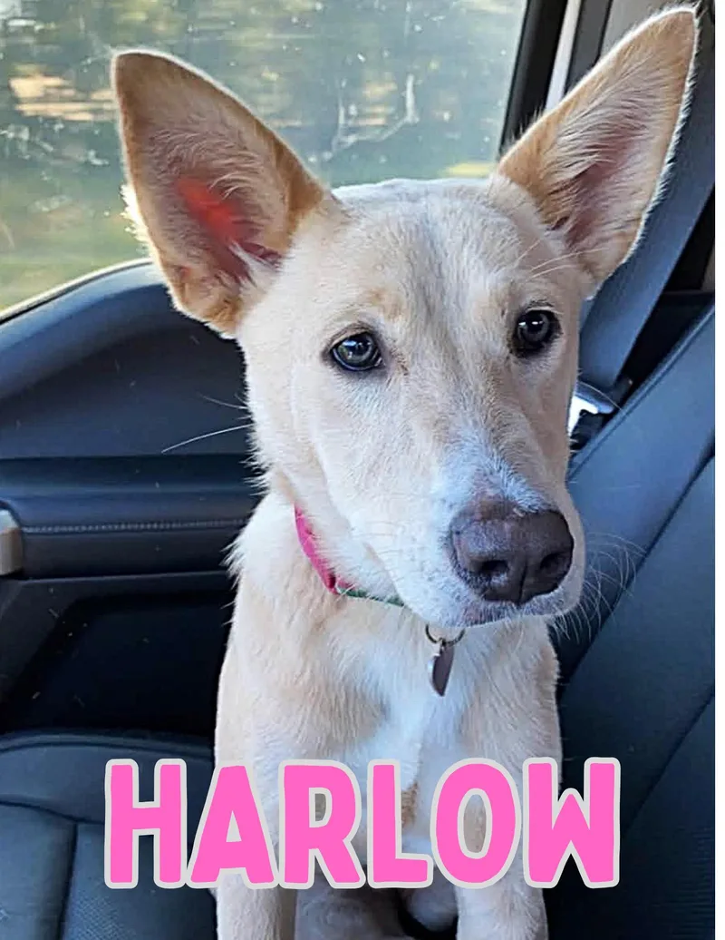 An adult medium-sized female Apricot / Beige German Shepherd Dog dog named Harlow for adoption in Shalimar, FL