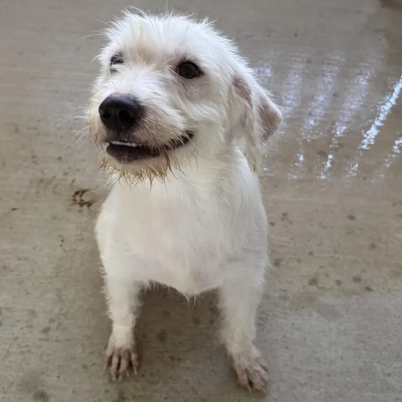 A young medium-sized male White / Cream Terrier dog named Stoney for adoption in Floresville, TX