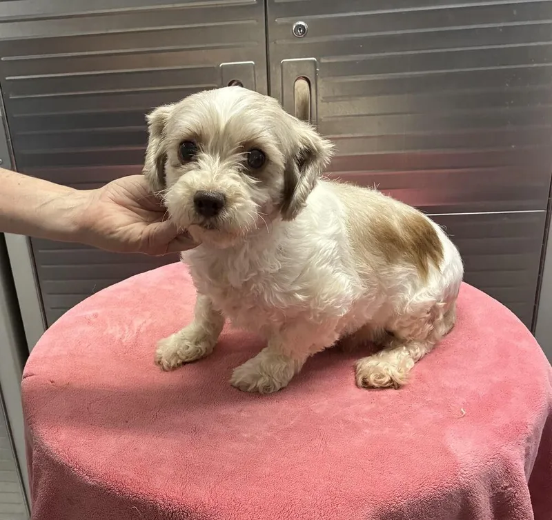 An adult small-sized female Bichon Frise dog named Hanna for adoption in Chattanooga, TN