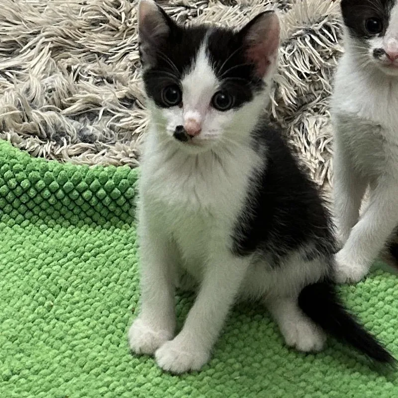 A baby small-sized female White Domestic Short Hair cat named Lucy for adoption in Bel Air, MD