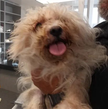 An adult medium-sized male Maltese dog named Ziggy for adoption in Los Angeles, CA