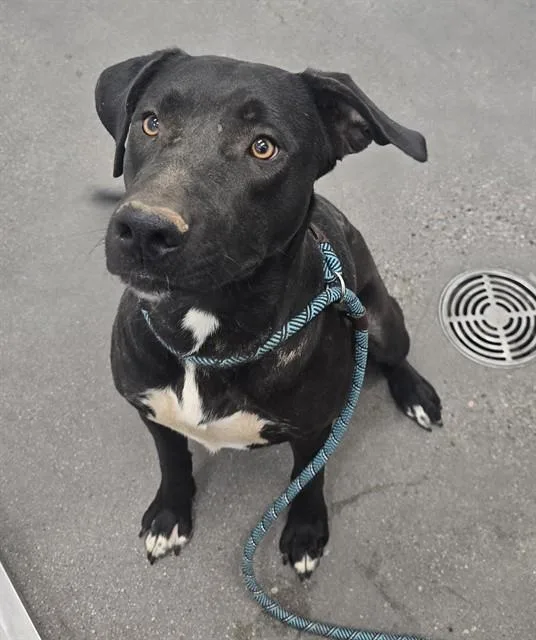 A young large-sized female Labrador Retriever dog named Francheska for adoption in Mesa, AZ