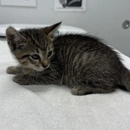 A baby small-sized female Brown / Chocolate Domestic Short Hair cat named Fairy for adoption in Jacksonville, FL