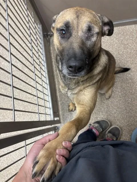 A young large-sized male German Shepherd Dog dog named Smokey for adoption in Albuquerque, NM