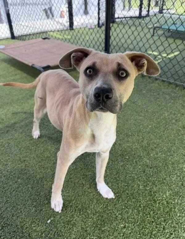 An adult medium-sized female Terrier dog named Meadow for adoption in Lafayette, LA