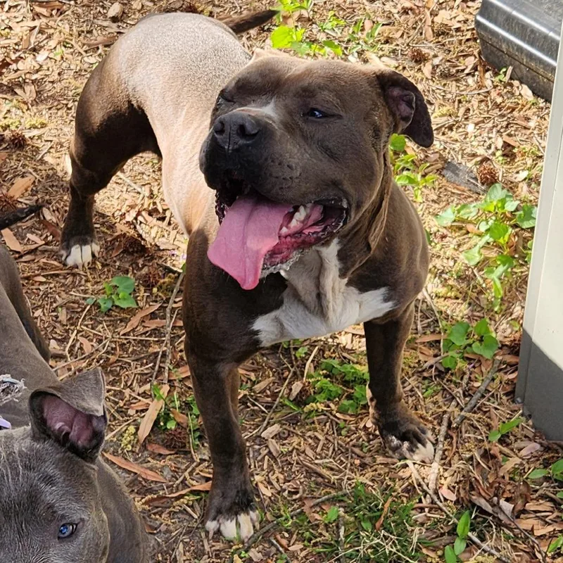 An adult medium-sized male Brown / Chocolate Pit Bull Terrier dog named Fish for adoption in Greensboro, NC